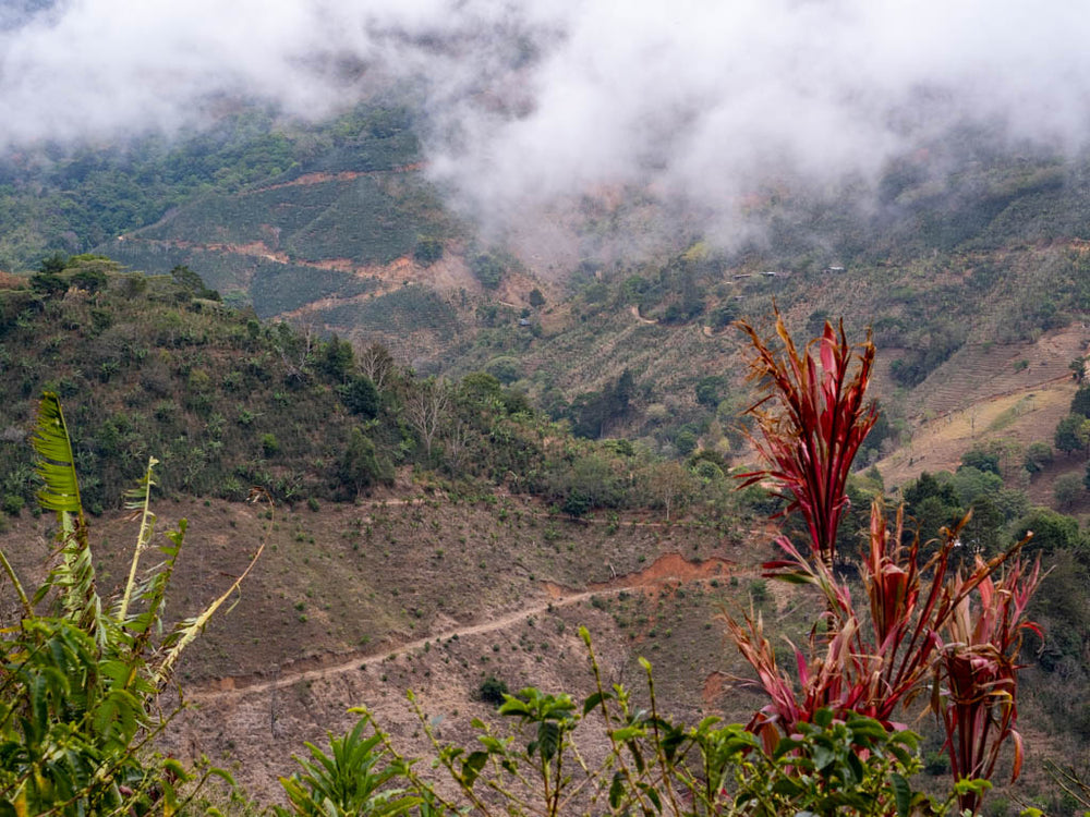 Coffee Profile - Costa Rica, Hellen Mora, Natural Anaerobic