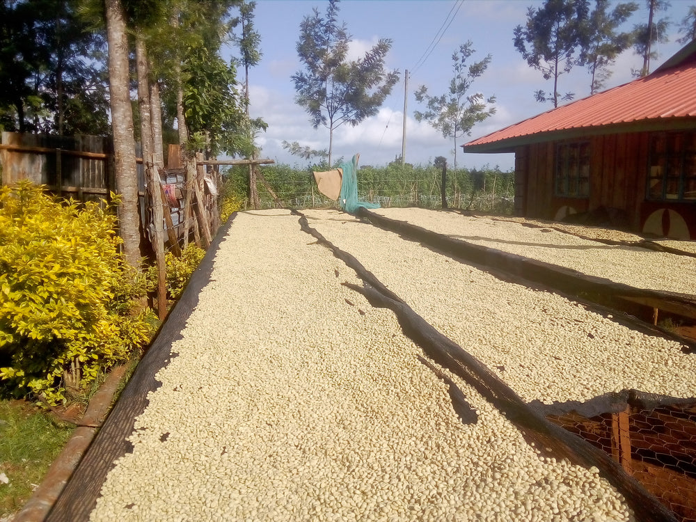 Coffee Profile - Gerald Njagi, Kambarare Estate, Kenya - Washed Anaerobic