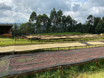 Coffee Profile - Mahiga Factory, Kenya, Washed Peaberry