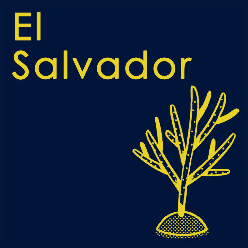 
            
                Load image into Gallery viewer, El Salvador, Ernesto Samayoa, Yellow Icatú Anaerobic Natural
            
        